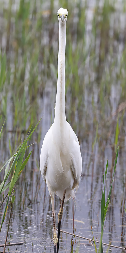 Great egret
